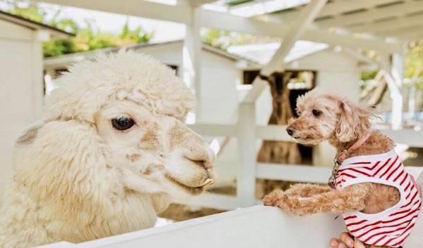 淡路島の複合施設「のじまスコーラ」 天然芝の『ドッグラン』1月20日オープン ～ 利用無料！お得なキャンペーンやワンちゃんアニバーサリープランも登場 ～