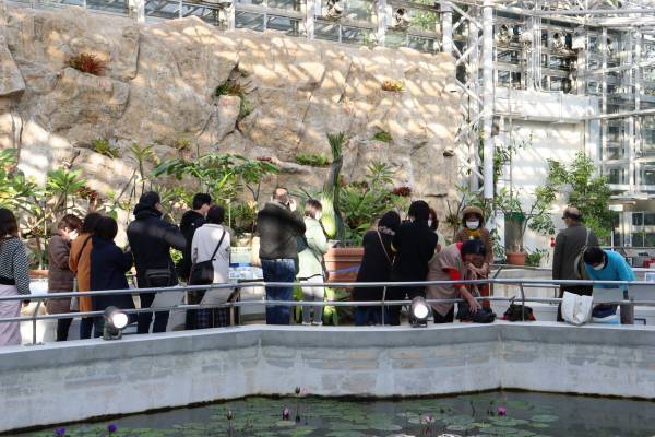 世界最大級の花「ショクダイオオコンニャク」開花間近！12月19日（月）も臨時開園いたします【神代植物公園】
