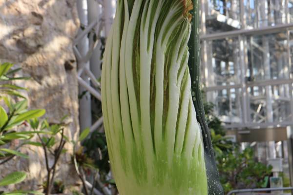 世界最大級の花「ショクダイオオコンニャク」開花間近！12月19日（月）も臨時開園いたします【神代植物公園】