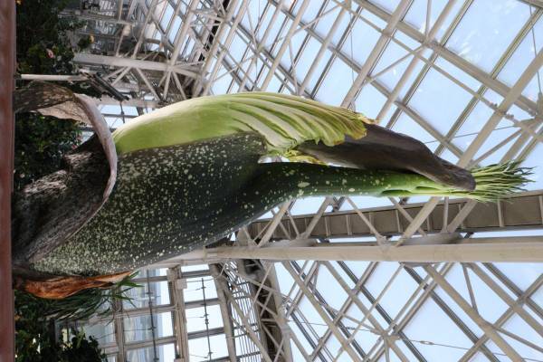 世界最大級の花「ショクダイオオコンニャク」開花間近！12月19日（月）も臨時開園いたします【神代植物公園】