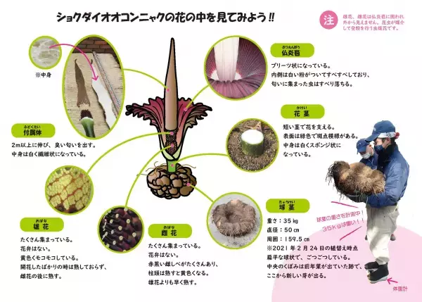 世界最大級の花「ショクダイオオコンニャク」開花間近！12月19日（月）も臨時開園いたします【神代植物公園】