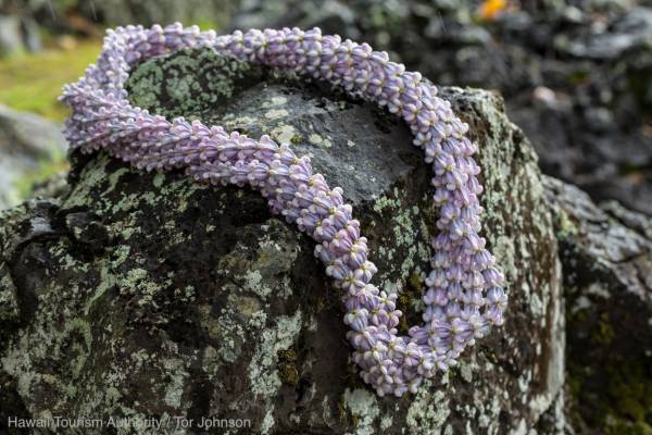 日本でも楽しめる毎年恒例のレイデーイベントを紹介