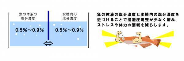 淡水魚にも塩！！？？ 金魚やメダカのストレスを軽減