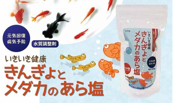 淡水魚にも塩 金魚やメダカのストレスを軽減 22年6月3日 ウーマンエキサイト 1 3
