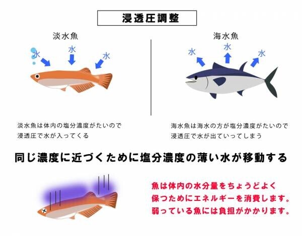 淡水魚にも塩！！？？ 金魚やメダカのストレスを軽減