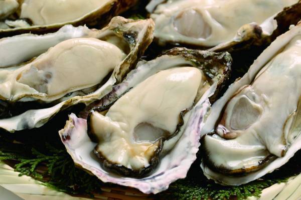 3倍サイズ！？希少な大粒『初夏の旨牡蠣』 究極のかきフライをＧＷ限定解禁【宮城・松島】