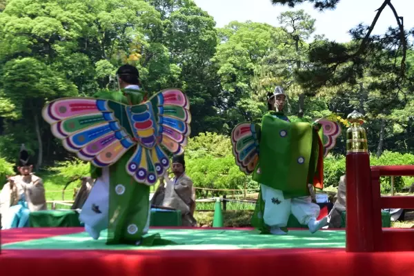 小石川後楽園の花菖蒲がまもなく見ごろを迎えます。開花に合わせたイベントも実施中。