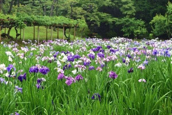 小石川後楽園の花菖蒲がまもなく見ごろを迎えます。開花に合わせたイベントも実施中。