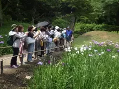 小石川後楽園の花菖蒲がまもなく見ごろを迎えます。開花に合わせたイベントも実施中。