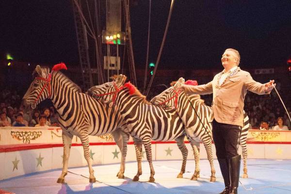 年間120万人動員　創立120周年を迎える「木下大サーカス」岡山にて開催決定！カンフェティでチケット発売