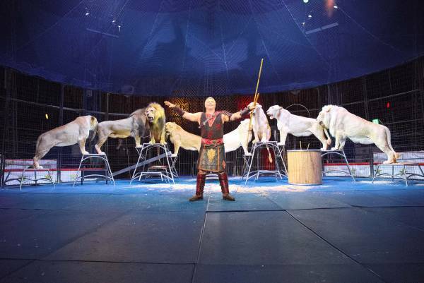 年間120万人動員　創立120周年を迎える「木下大サーカス」岡山にて開催決定！カンフェティでチケット発売