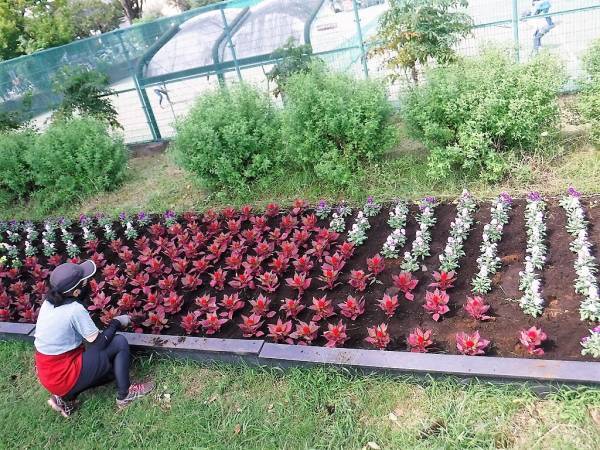 【10月4日画像追加！】武蔵野中央公園「はなまつり2022」～みんなで咲かそう　花いっぱいの2日間～　10月9日(日)、10月10日(月・祝)開催！