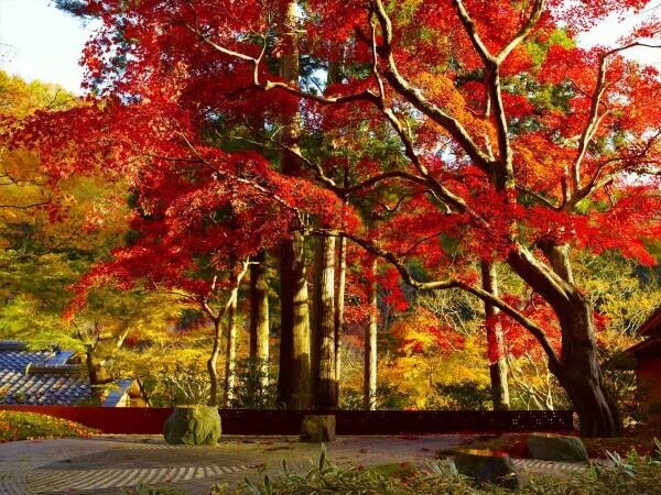 【星のや京都】美しく色づく樹齢400年のオオモミジの下で、雅楽器が奏でる幽玄の音色を楽しむ「星のや紅葉賀（もみじのが）」開催｜開催日：2022年11月26日、27日、28日