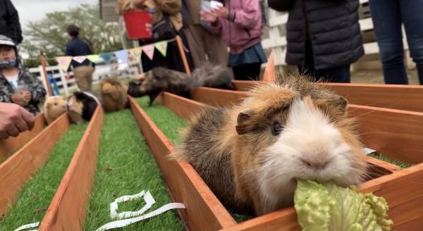 閉校になった小学校を活用した複合型施設「のじまスコーラ」 動物と一緒に楽しむことができるハロウィンイベントを開催