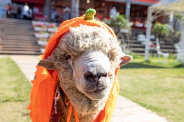 閉校になった小学校を活用した複合型施設「のじまスコーラ」 動物と一緒に楽しむことができるハロウィンイベントを開催