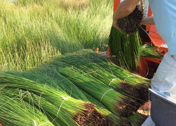 【2022/11/11「inoca ONLINE STORE」にて販売スタート】紀州いぐさ《inoca COVER》シリーズが遂にお目見え！いぐさの香りと手触りを愉しむブックカバー《inoca COVER book》を遂にリリース。