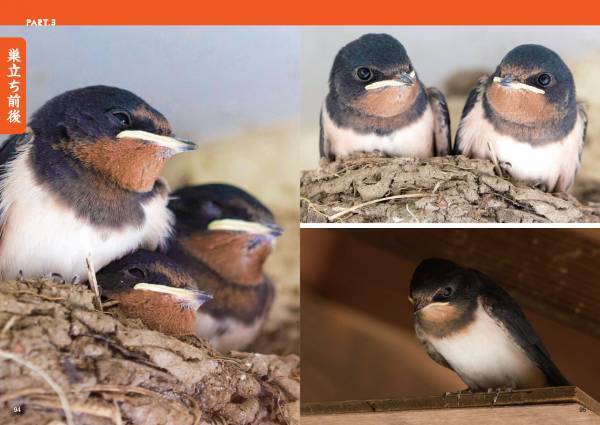 春の訪れを告げる渡り鳥‟ツバメ”のビジュアルガイドブック『にっぽんツバメ紀行』が発売！