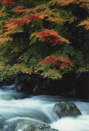 ひょうご風景100選の「福知渓谷」が紅葉のピークを迎える　豊富な水量と巨岩が両岸に迫る景勝地