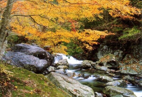 ひょうご風景100選の「福知渓谷」が紅葉のピークを迎える　豊富な水量と巨岩が両岸に迫る景勝地