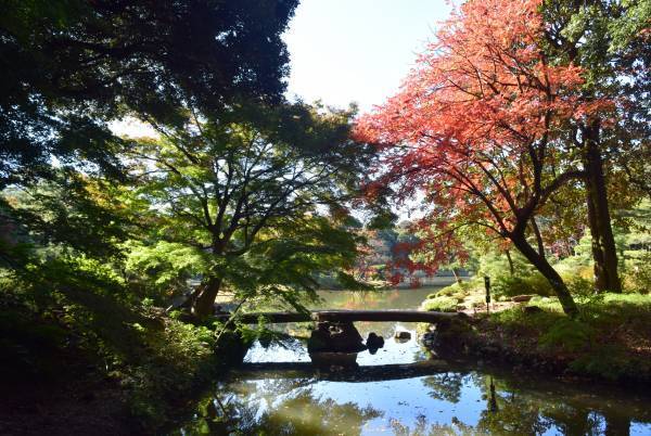 好評開催中！「庭紅葉の六義園　夜間特別観賞」3年ぶりライトアップは12月４日（日）まで