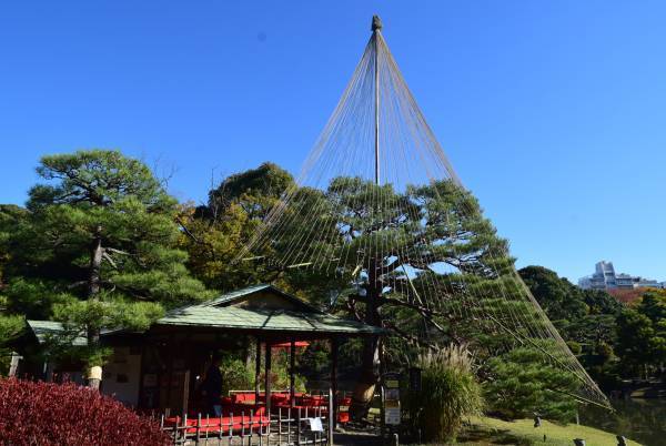 好評開催中！「庭紅葉の六義園　夜間特別観賞」3年ぶりライトアップは12月４日（日）まで