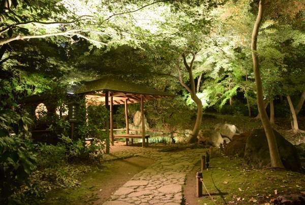 好評開催中！「庭紅葉の六義園　夜間特別観賞」3年ぶりライトアップは12月４日（日）まで