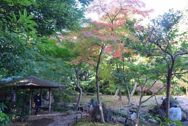 好評開催中！「庭紅葉の六義園　夜間特別観賞」3年ぶりライトアップは12月４日（日）まで