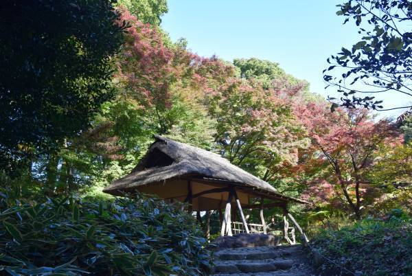 好評開催中！「庭紅葉の六義園　夜間特別観賞」3年ぶりライトアップは12月４日（日）まで