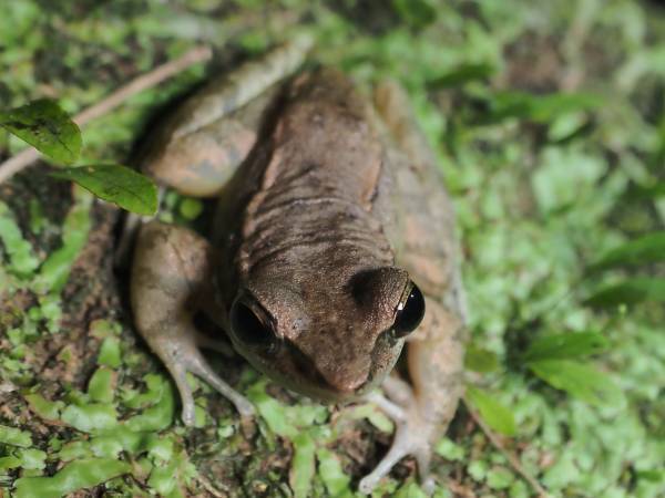 【西表島ホテル】ガイドによる紹介やフィールド体験で西表島に棲む多種多様な生物を学ぶプログラム「友だち100匹できるかな」開催｜期間：2022年3月20日～5月5日
