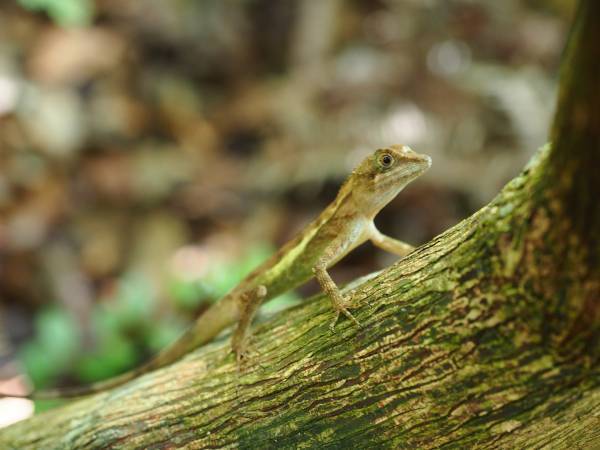 【西表島ホテル】ガイドによる紹介やフィールド体験で西表島に棲む多種多様な生物を学ぶプログラム「友だち100匹できるかな」開催｜期間：2022年3月20日～5月5日