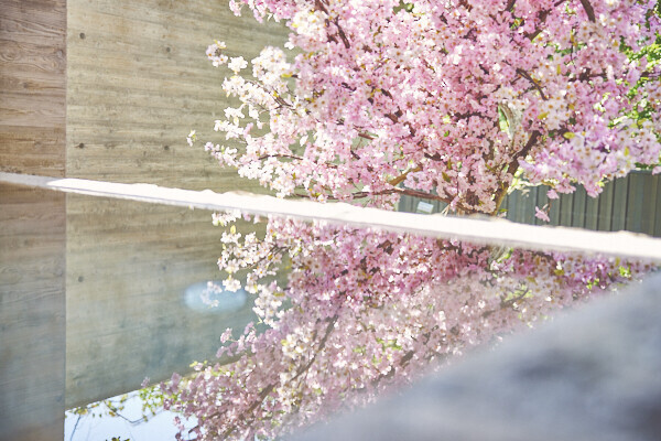 【界】見頃を逃さず、春を満喫できる「界の花見温泉」開催 ～界オリジナルの団子を味わう「花より団子セット」も登場～｜期間：2022年3月25日〜4月7日
