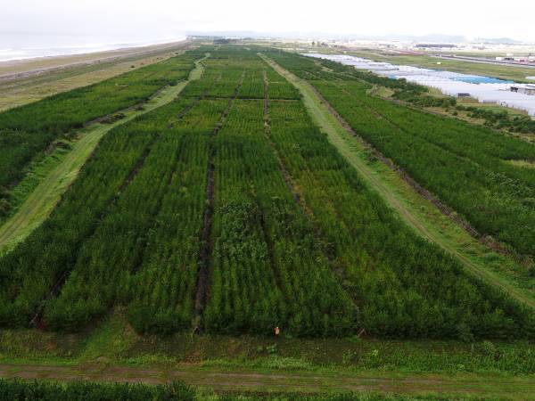 【CSR】みらいの海岸林リーダー発掘プロジェクト始動！