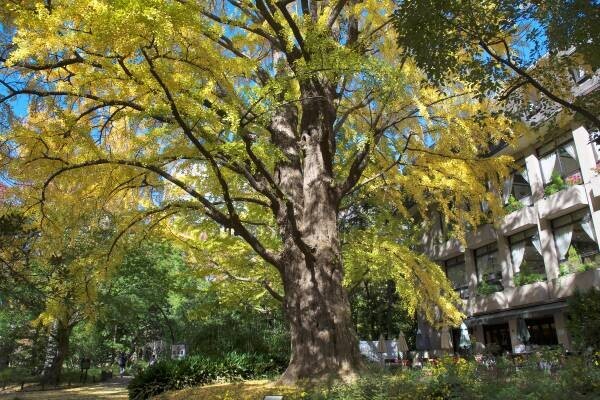 アプリで日比谷公園の樹木を巡る「樹木からの謎解き～ペリカンの行方を追え～」リリース！