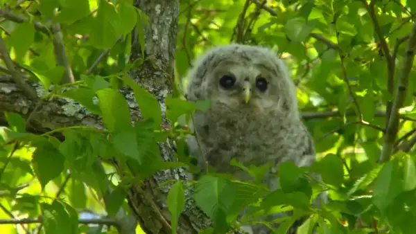 【広島ホームテレビ】「地球派宣言」が３０年目に