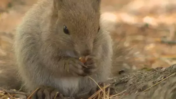 【広島ホームテレビ】「地球派宣言」が３０年目に