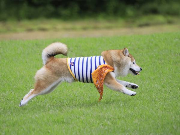 わんちゃんと一緒に＜ホテルで焼き芋＞in北軽井沢　窯グランデで仕上げるホクホクの焼き芋付プラン販売開始