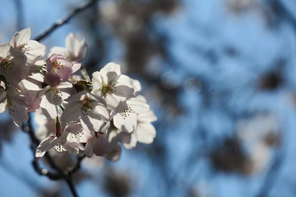 【星のや東京】夜明け前の隅田川を貸切舟で堪能！「夜明けの船上花見」開催｜期間：2022年3月25日〜4月10日