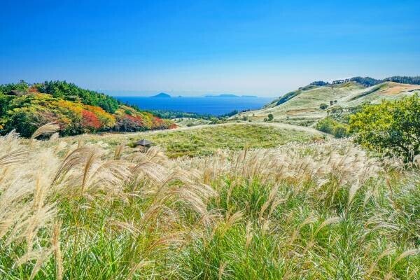 秋風に揺れ黄金色に輝くすすき原の大絶景「稲取細野高原 秋のすすきイベント」が今年も開催！【伊豆半島-東伊豆町】