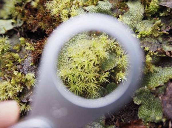 【奥入瀬渓流ホテル】朝から晩まで苔三昧！苔づくしの宿泊プラン「苔旅」提供開始｜期間：2022年6月1日～8月31日