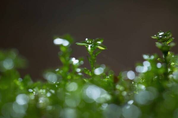 【奥入瀬渓流ホテル】朝から晩まで苔三昧！苔づくしの宿泊プラン「苔旅」提供開始｜期間：2022年6月1日～8月31日