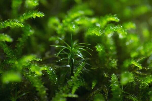 【奥入瀬渓流ホテル】朝から晩まで苔三昧！苔づくしの宿泊プラン「苔旅」提供開始｜期間：2022年6月1日～8月31日