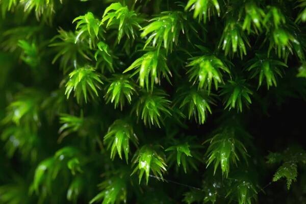 【奥入瀬渓流ホテル】朝から晩まで苔三昧！苔づくしの宿泊プラン「苔旅」提供開始｜期間：2022年6月1日～8月31日