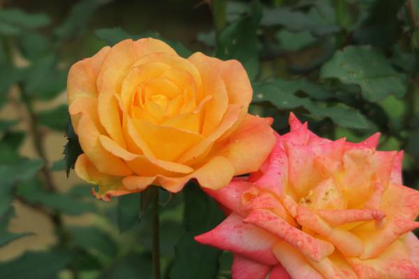 明日からスタンプラリーもスタート！旧古河庭園「秋のバラフェスティバル」10月13日最新開花状況