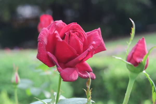 明日からスタンプラリーもスタート！旧古河庭園「秋のバラフェスティバル」10月13日最新開花状況