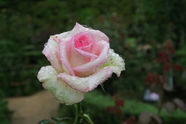 明日からスタンプラリーもスタート！旧古河庭園「秋のバラフェスティバル」10月13日最新開花状況