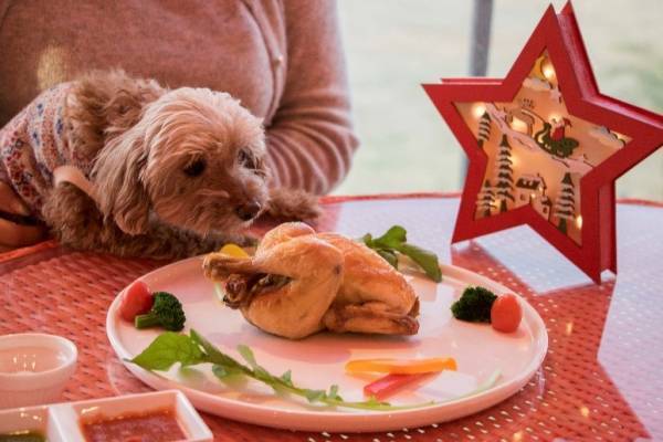 『のじまスコーラ ドッグフェス』 7 月 24 日開催！ ～ 愛犬と１日中一緒に楽しめるアクティビティと、ワンちゃん専用グッズ販売会～