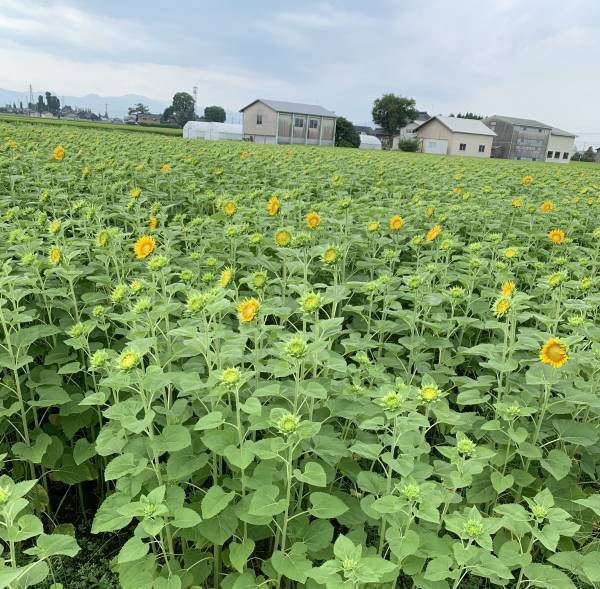 圧巻の景観！一面に広がるひまわり畑が見頃を迎えています【堂前農園】富山県高岡市