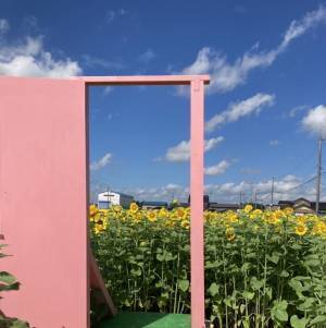 圧巻の景観！一面に広がるひまわり畑が見頃を迎えています【堂前農園】富山県高岡市