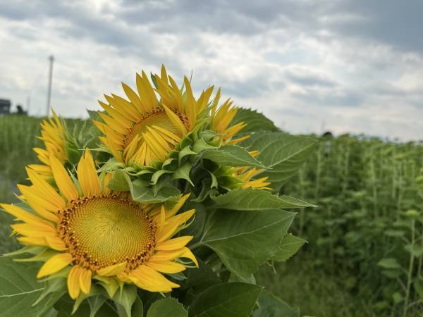 圧巻の景観！一面に広がるひまわり畑が見頃を迎えています【堂前農園】富山県高岡市
