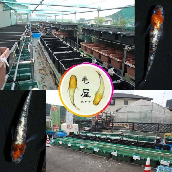 花博記念公園に集結するメダカとハンドメイドとコスメの大型イベント「Manabuwell Autumn Festa 2022」